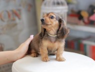 Kaninchen_Dachshund_4148
