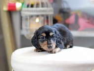 Kaninchen_Dachshund_4150