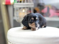 Kaninchen_Dachshund_4151