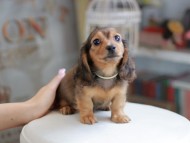 Kaninchen_Dachshund_4151