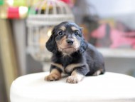 Kaninchen_Dachshund_4154