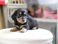Kaninchen_Dachshund_4156