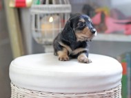 Kaninchen_Dachshund_4157