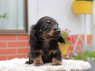 Kaninchen_Dachshund_4158 Kaninchen_Dachshund_4158