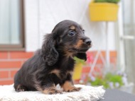 Kaninchen_Dachshund_4161