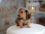 Kaninchen_Dachshund_4162