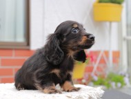 Kaninchen_Dachshund_4162 Kaninchen_Dachshund_4162