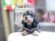 Kaninchen_Dachshund_4163
