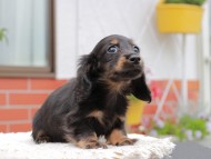 Kaninchen_Dachshund_4163 Kaninchen_Dachshund_4163