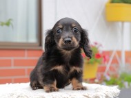 Kaninchen_Dachshund_4165 Kaninchen_Dachshund_4165