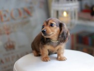 Kaninchen_Dachshund_4170
