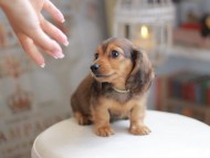 Kaninchen_Dachshund_4171