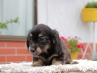 Kaninchen_Dachshund_4173 Kaninchen_Dachshund_4173