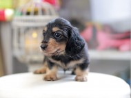 Kaninchen_Dachshund_4174
