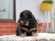 Kaninchen_Dachshund_4175 Kaninchen_Dachshund_4175