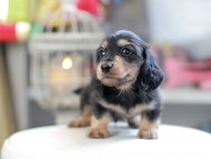 Kaninchen_Dachshund_4176