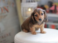 Kaninchen_Dachshund_4177