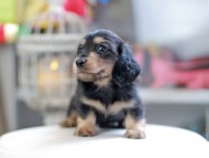 Kaninchen_Dachshund_4178