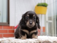 Kaninchen_Dachshund_4178 Kaninchen_Dachshund_4178