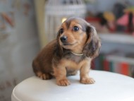 Kaninchen_Dachshund_4187