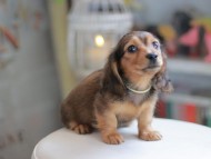 Kaninchen_Dachshund_4191 Kaninchen_Dachshund_4191