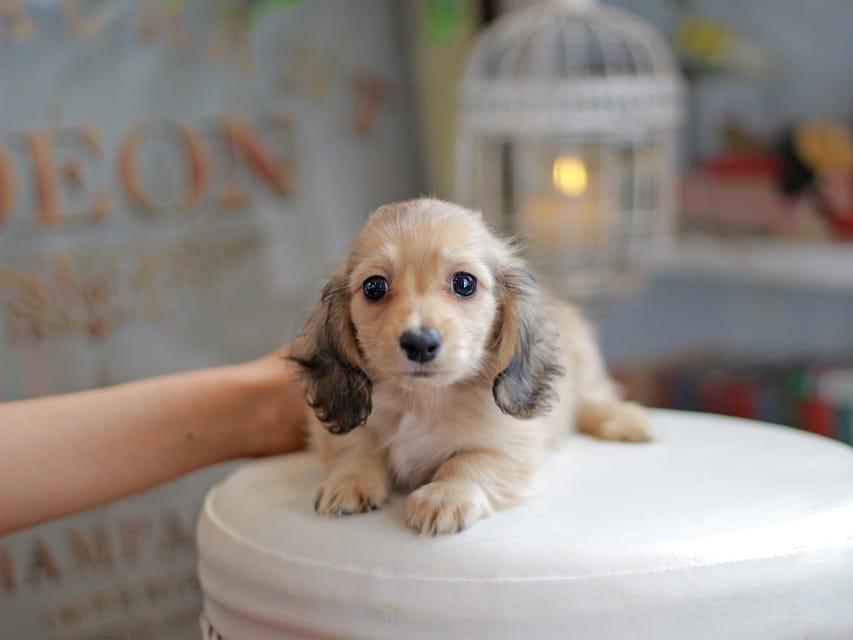 カニンヘンダックスフンド ブーケ&スカッシュの子犬 イエロー（クリーム） 女の子