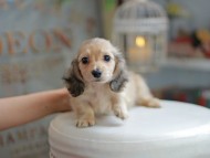 Kaninchen_Dachshund_4196
