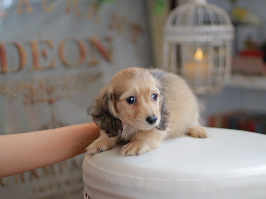 カニンヘンダックスフンド ブーケ&スカッシュの子犬 イエロー（クリーム） 女の子