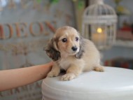 Kaninchen_Dachshund_4198 Kaninchen_Dachshund_4198