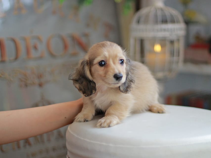 カニンヘンダックスフンド ブーケ&スカッシュの子犬 イエロー（クリーム） 女の子