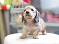 Kaninchen_Dachshund_4204