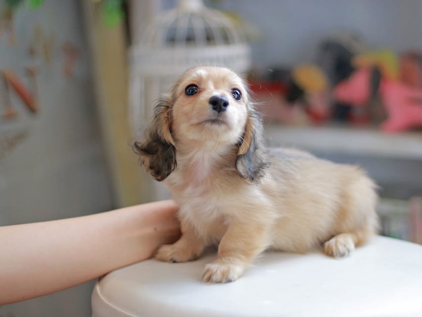カニンヘンダックスフンド ブーケ&スカッシュの子犬 イエロー（クリーム） 女の子