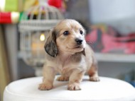 Kaninchen_Dachshund_4205