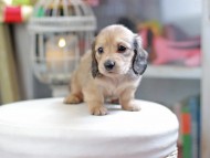 Kaninchen_Dachshund_4209