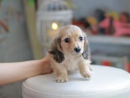 Kaninchen_Dachshund_4209