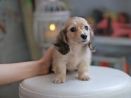Kaninchen_Dachshund_4210