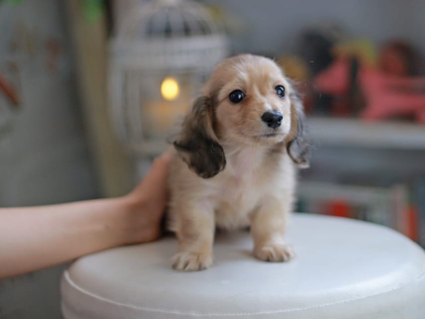 カニンヘンダックスフンド ブーケ&スカッシュの子犬 イエロー（クリーム） 女の子