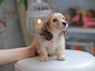 Kaninchen_Dachshund_4212
