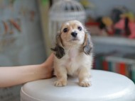 Kaninchen_Dachshund_4216