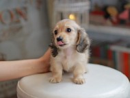 Kaninchen_Dachshund_4219