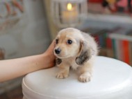 Kaninchen_Dachshund_4221