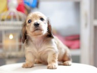 Kaninchen_Dachshund_4223 Kaninchen_Dachshund_4223