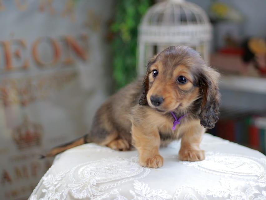 カニンヘンダックスフンド チャンミ&リバティの子犬 レッド 男の子（1）