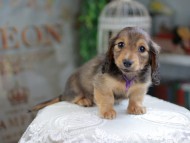 Kaninchen_Dachshund_4230 Kaninchen_Dachshund_4230