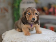 Kaninchen_Dachshund_4231