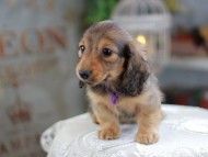Kaninchen_Dachshund_4234 Kaninchen_Dachshund_4234