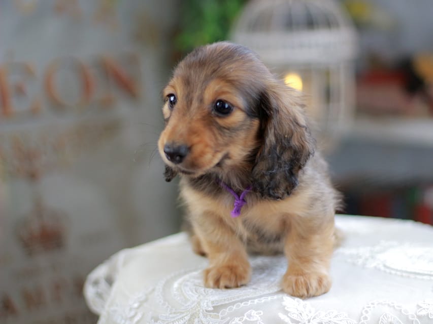 カニンヘンダックスフンド チャンミ&リバティの子犬 レッド 男の子（1）