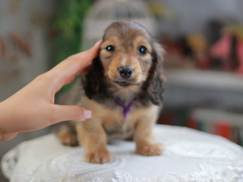 カニンヘンダックスフンド チャンミ&リバティの子犬 レッド 男の子（1）