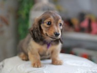 Kaninchen_Dachshund_4242