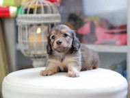 Kaninchen_Dachshund_4244
